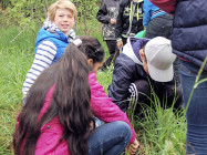 Skolklasser hjälper forskare vid Umeå universitet att gräva ner och upp tepåsar.