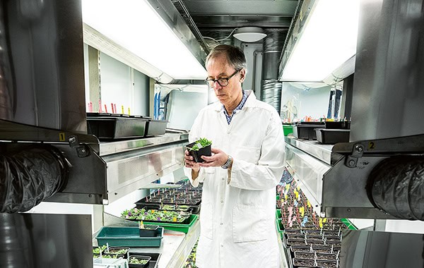 Anders Kvarnheden och hans kollegor på SLU:s Biocentrum driver upp plantor för att undersöka hur de påverkas av sjukdomar och motmedel.